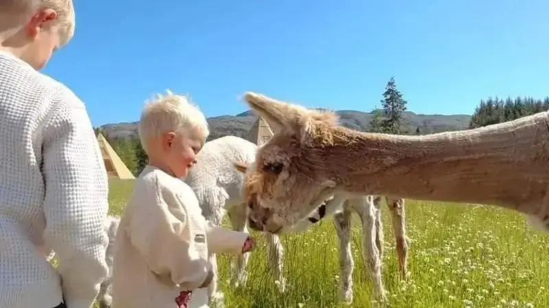 Alpakka Parken besøksgård